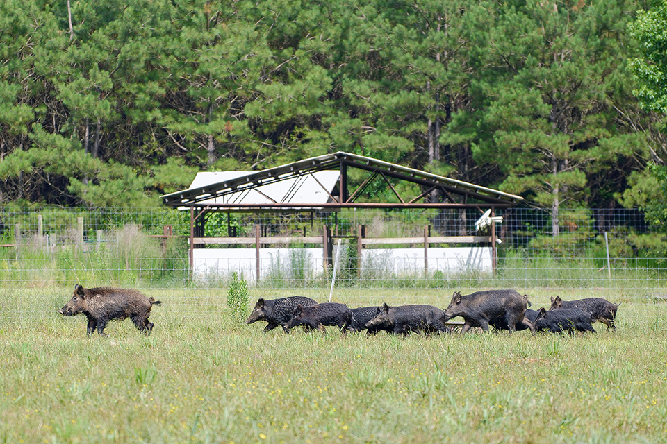 Finding humane solutions with bait targeting feral hogs